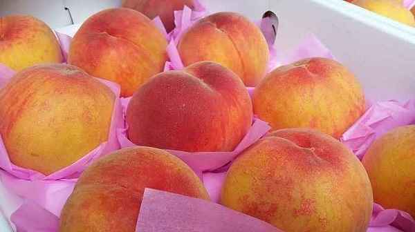 Peaches in Red Wine Raspberry Syrup recipe
