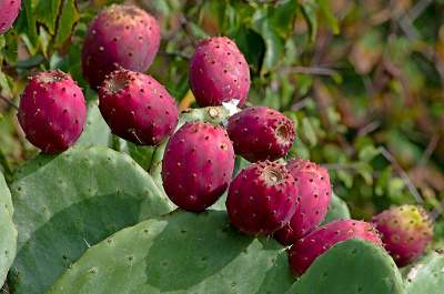 Prickly Pear Jelly Recipe Goldmine,What Do Cats Like To Look At